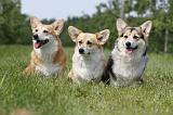 CORGI PEMBROKE 509